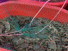 -芦潮港集贸市场