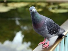 -伦敦塔桥