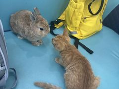 -北京观赏动物医院·24小时大型综合·猫专科·异宠专科