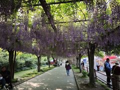 -嘉定紫藤园