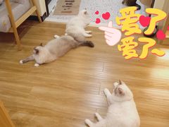 -滚猫咖啡·猫咖·猫友好撸猫(未来城店)