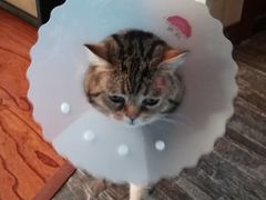 -达爱动物医院·犬猫分区·CT·复杂眼科(远洋山水分院)