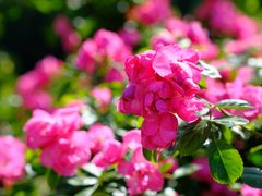 -中国香山·寿香谷