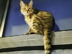 -猫在这儿猫咪咖啡馆·撸猫馆