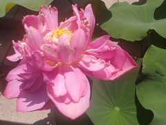 -莲花池公园