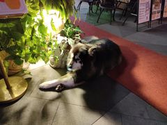 -more than meow吴止猫主题餐厅(承德 中船汇店)