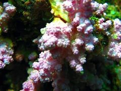 -班拉雅潜水度假村