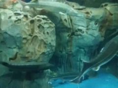 -苏州海洋馆