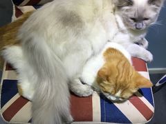 -喵的天空名猫咖啡馆·撸猫·猫舍·用品