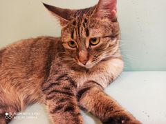 -猫在这儿猫咪咖啡馆·撸猫馆