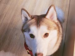 -Husky Go! 哈士奇体验馆·宠物咖啡厅狗咖