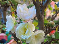 -双季花艺园艺市场(浦东店)