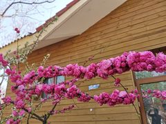 -大兴滨河森林公园