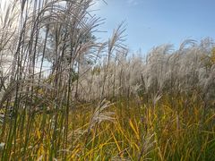 -汉长安城未央宫国家考古遗址公园