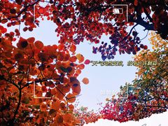 -周口店坡峰岭风景区