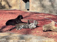 -北京野生动物园