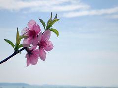 -香雪海