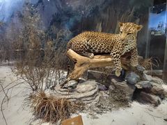 -陕西自然博物馆