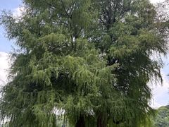 -南宁良凤江国家森林公园