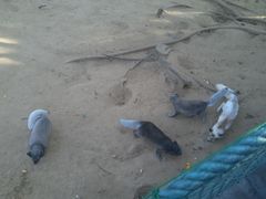 -西霞口神雕山野生动物世界