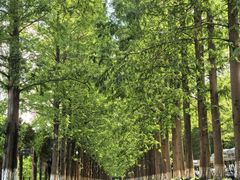 -黄海国家森林公园