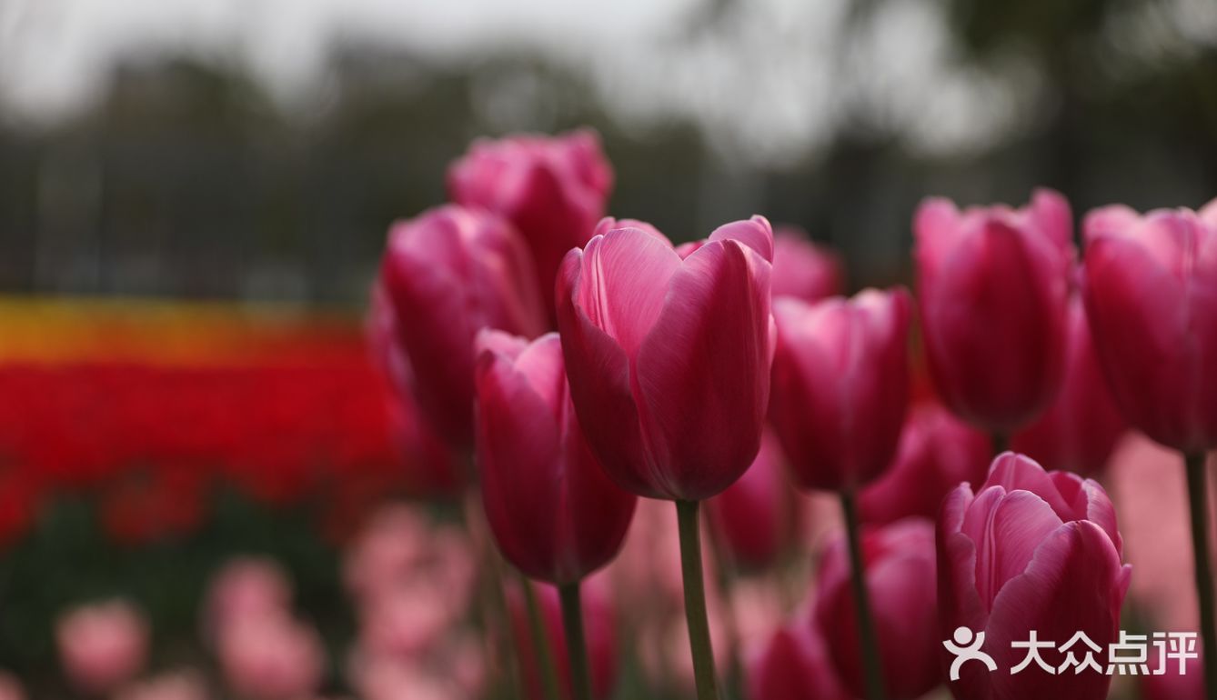 南西商圈的樱花和郁金香🌷让你幸福了吗？