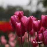 南西商圈的樱花和郁金香🌷让你幸福了吗？