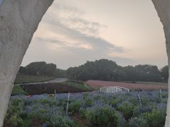 -松山湖梦幻百花洲