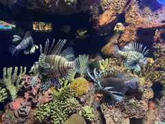 -上海海洋水族馆