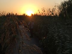 -西青郊野公园