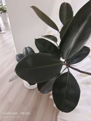 -HEYAN荷妍专业脱毛连锁机构
