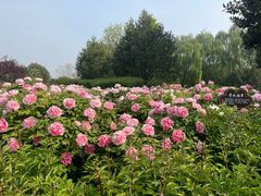 -洛阳市隋唐城遗址植物园