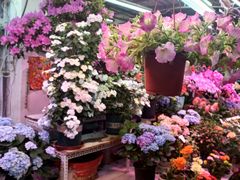 -花鸟鱼虫鲜花绿植市场(玉泉路店)