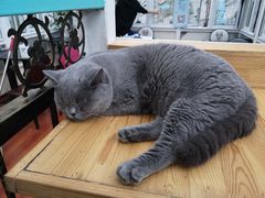 -猫小院猫主题咖啡厅(北锣店)