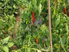 -前小桔亲子创意农场·草莓采摘·露营烧烤