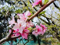 -东山风景区(洞庭东山)