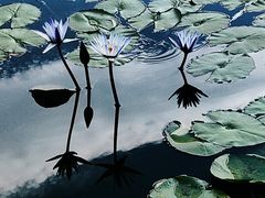 -国家植物园南园