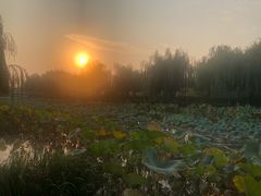 -白洋淀景区
