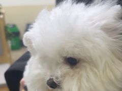 -美联众合动物医院·24h转诊中心