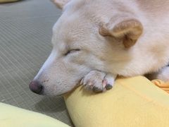 -逗柴咖啡屋·狗咖猫咖宠物桌游
