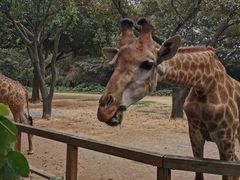 -广州长隆国际大马戏
