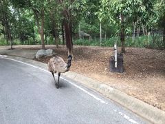 -清迈夜间动物园