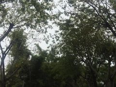 -鼓浪屿内厝澳码头(轮渡站)