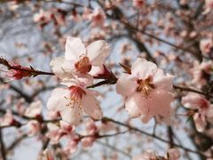 -桃花堤公园