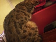 -猫色咖啡·猫咖
