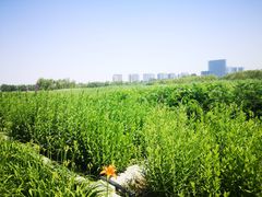 -大兴滨河森林公园