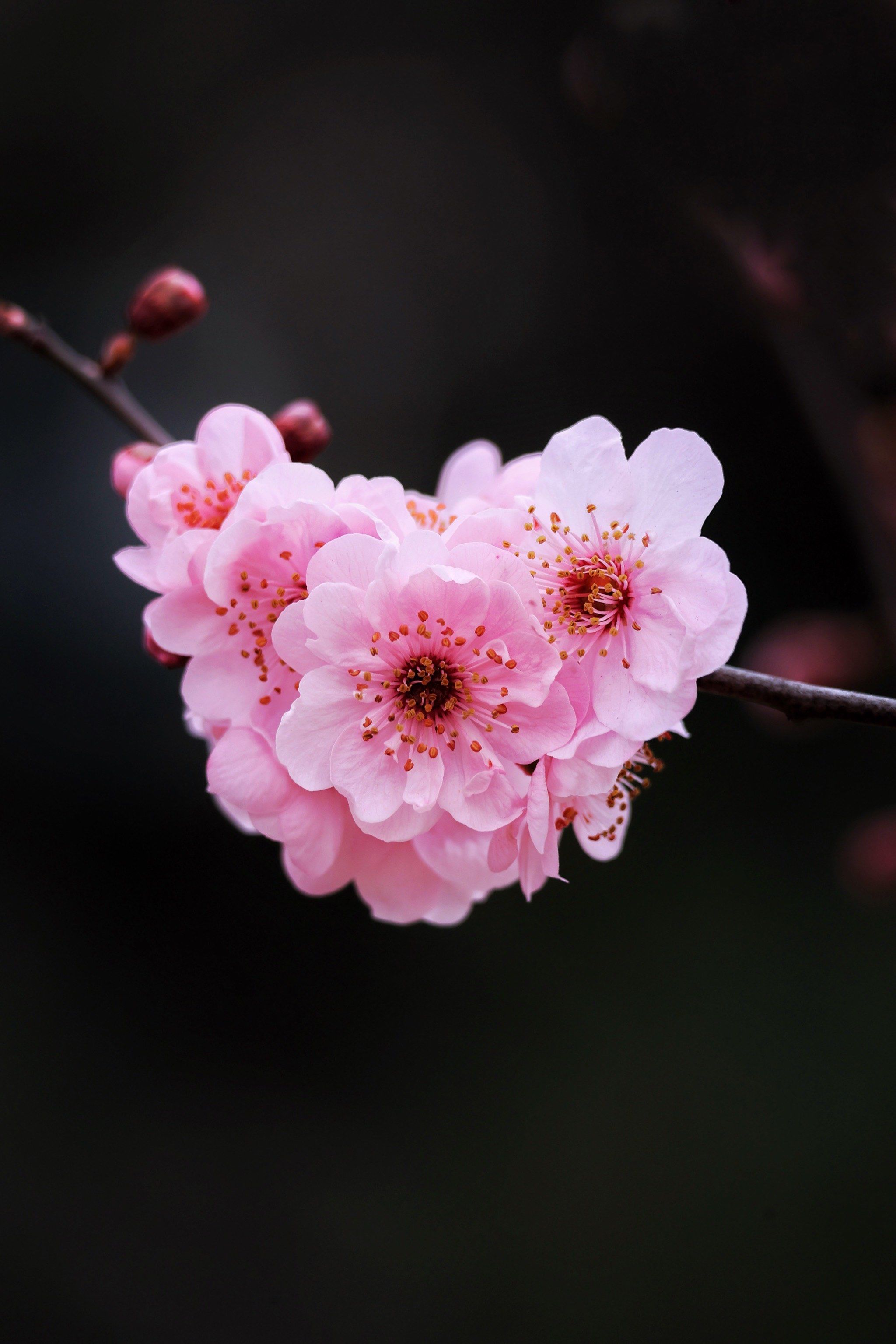 友谊公园美人梅