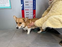 -伟伟宠物医院·CT影像中心·瑞派犬猫综合性门诊(汉口总院)