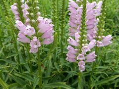 -天津东丽湖风景区