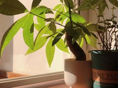 -Line 咖啡(石厦花园店)